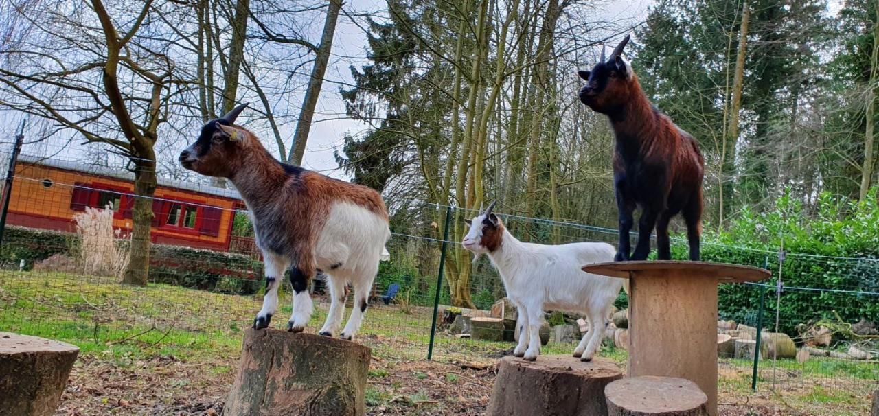 Crécy-en-Ponthieu La Fermette Des Ramolleuxヴィラ エクステリア 写真
