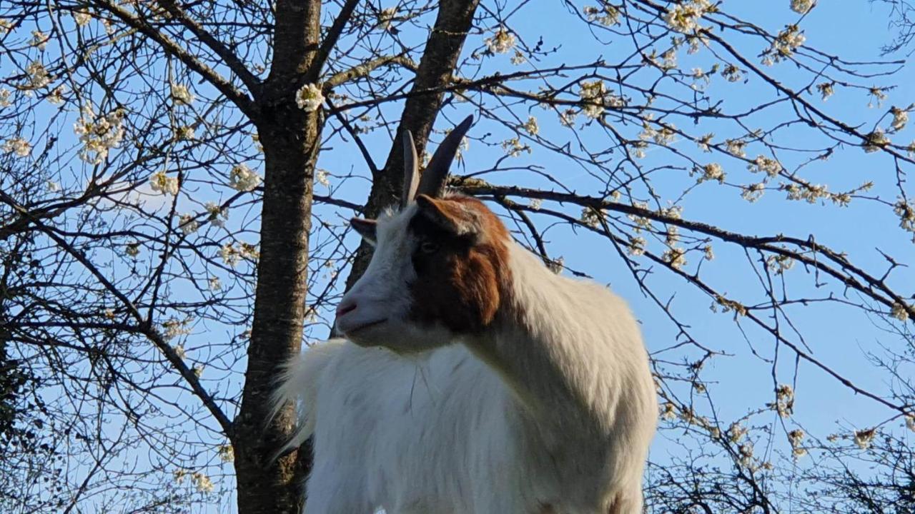 Crécy-en-Ponthieu La Fermette Des Ramolleuxヴィラ エクステリア 写真
