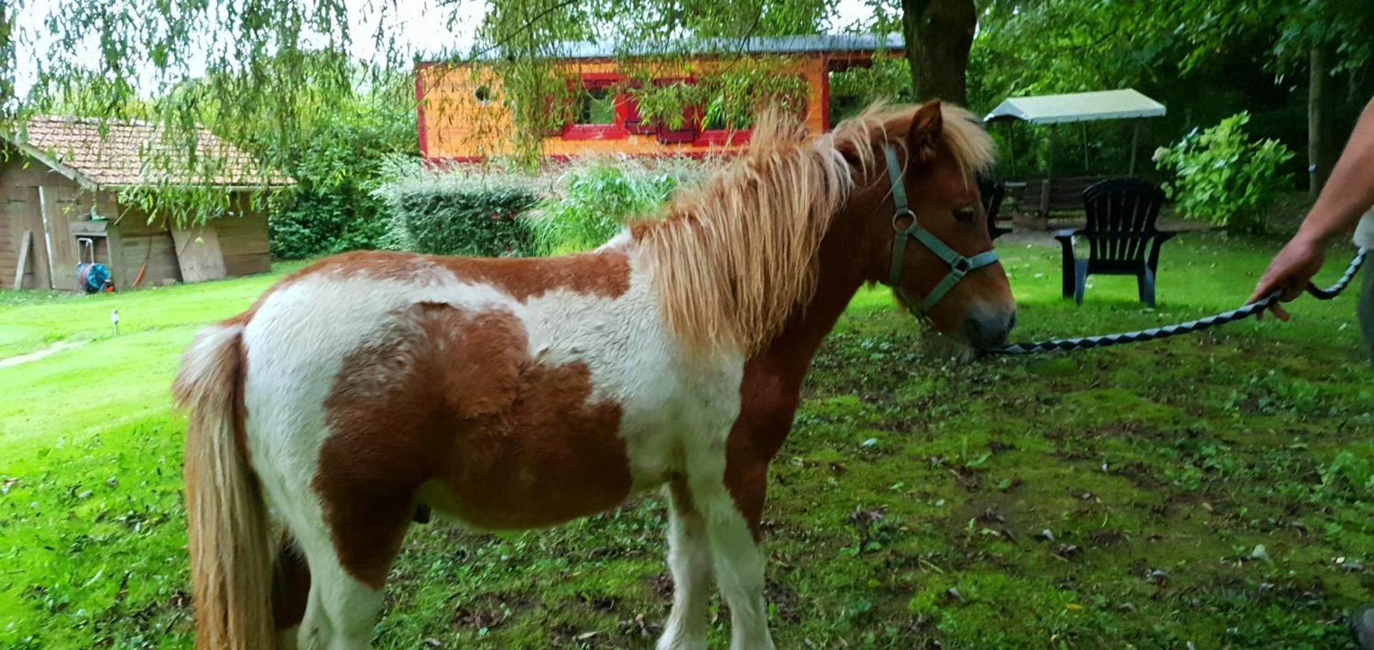 Crécy-en-Ponthieu La Fermette Des Ramolleuxヴィラ 部屋 写真